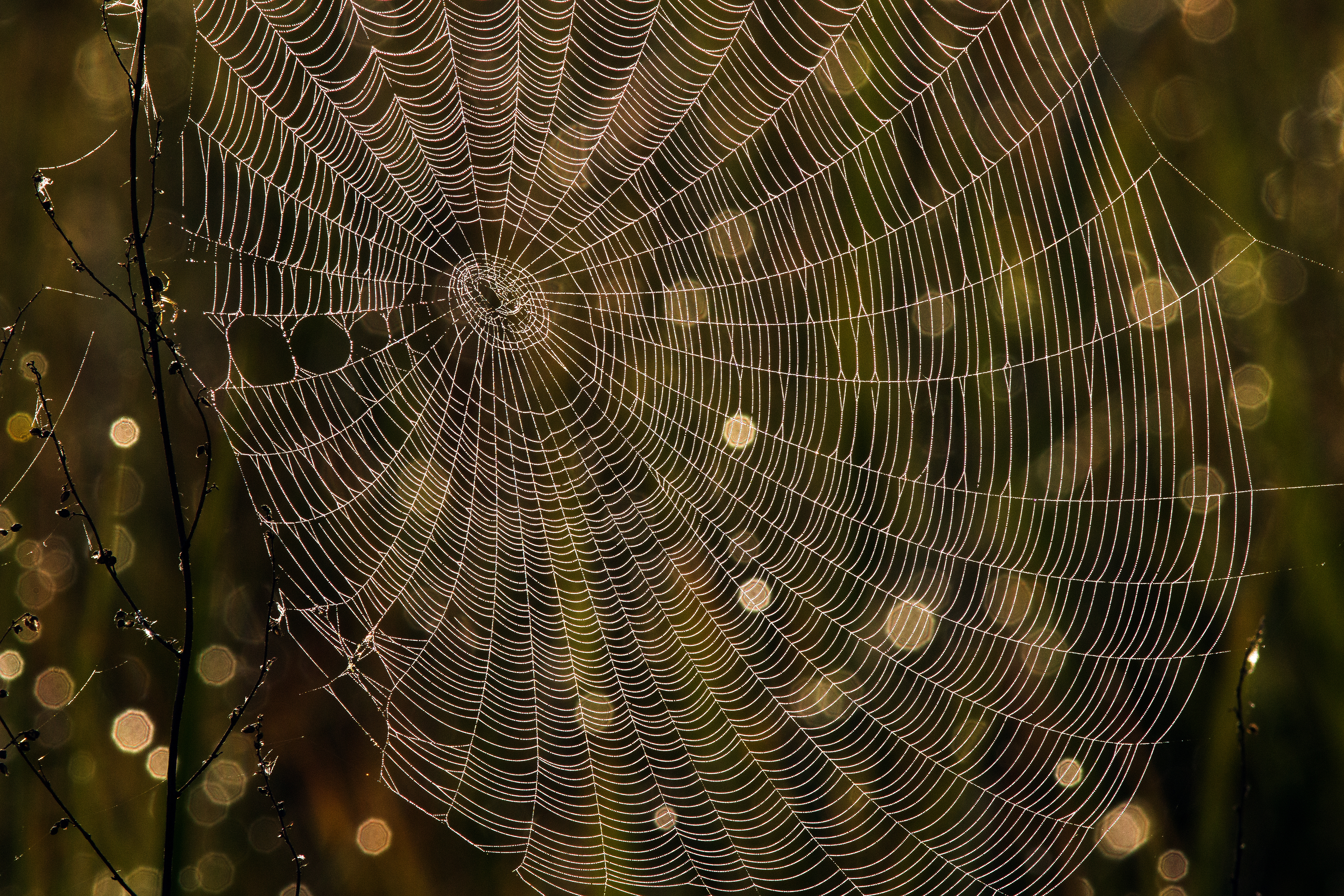 spinneweb