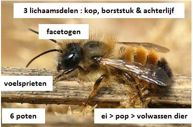 insecten