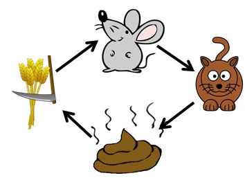 voedselkringloop