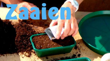 zaaien